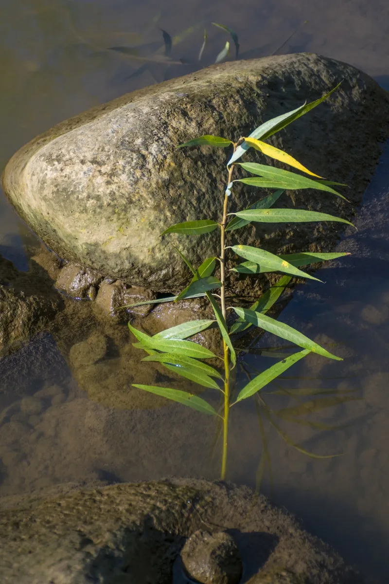 Green stem beside a smooth stone beneath clear water